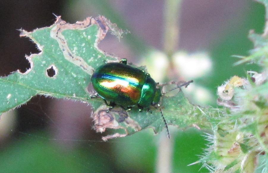 Chrysolina fastuosa?